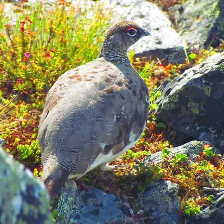 Haltinmaa Lomamökit