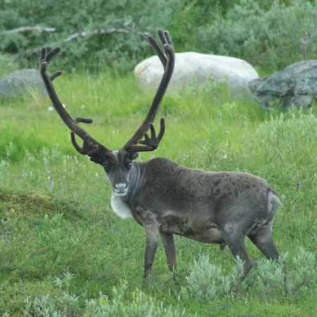 Lomamökit Haltinmaa Kilpisjärvi