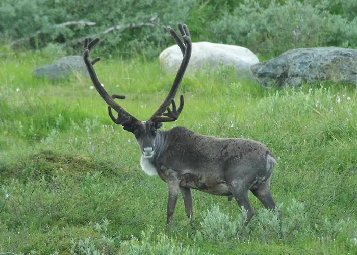 Alpehytte Haltinmaa Kilpisjärvi